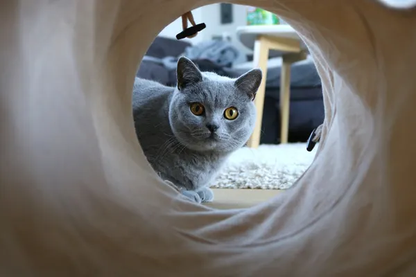 cat play tunnel